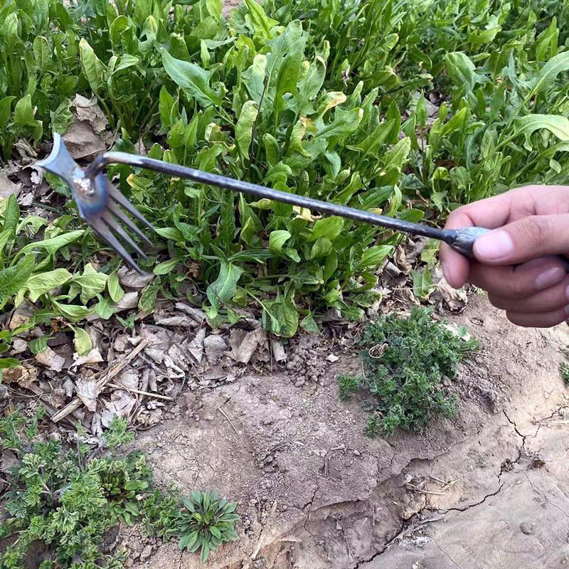 🔥VENTE CHAUDE 50% DE RÉDUCTION🔥Outil de désherbage manuel de jardinage