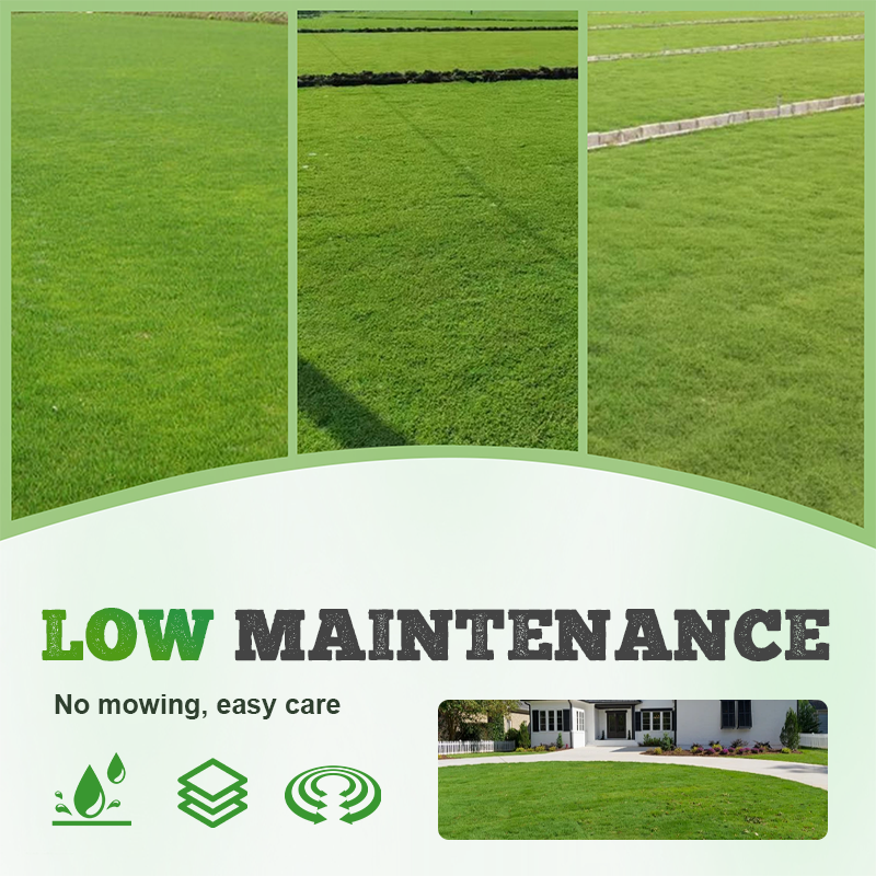 Graines de gazon résistantes au froid, à la sécheresse et adaptées aux animaux domestiques - graines de gazon à feuilles persistantes