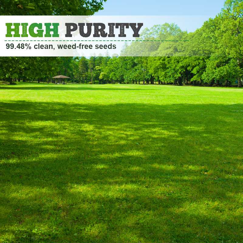 Graines de gazon résistantes au froid, à la sécheresse et adaptées aux animaux domestiques - graines de gazon à feuilles persistantes