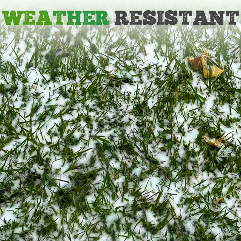 Graines de gazon résistantes au froid, à la sécheresse et adaptées aux animaux domestiques - graines de gazon à feuilles persistantes