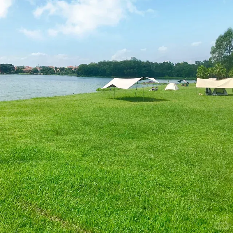 Graines de gazon résistantes au froid, à la sécheresse et adaptées aux animaux domestiques - graines de gazon à feuilles persistantes